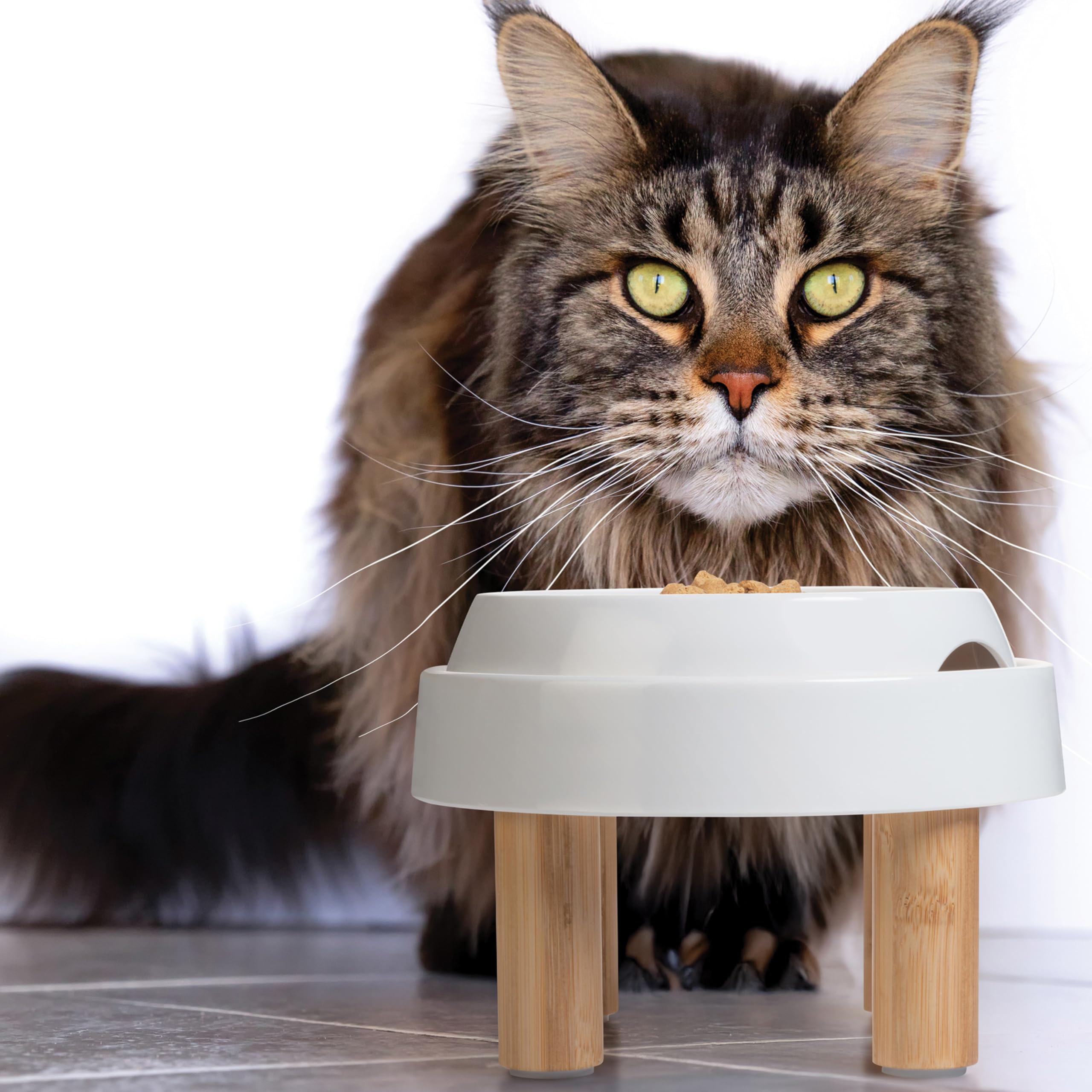 CatGuru Solución práctica para hogares con varios gatos