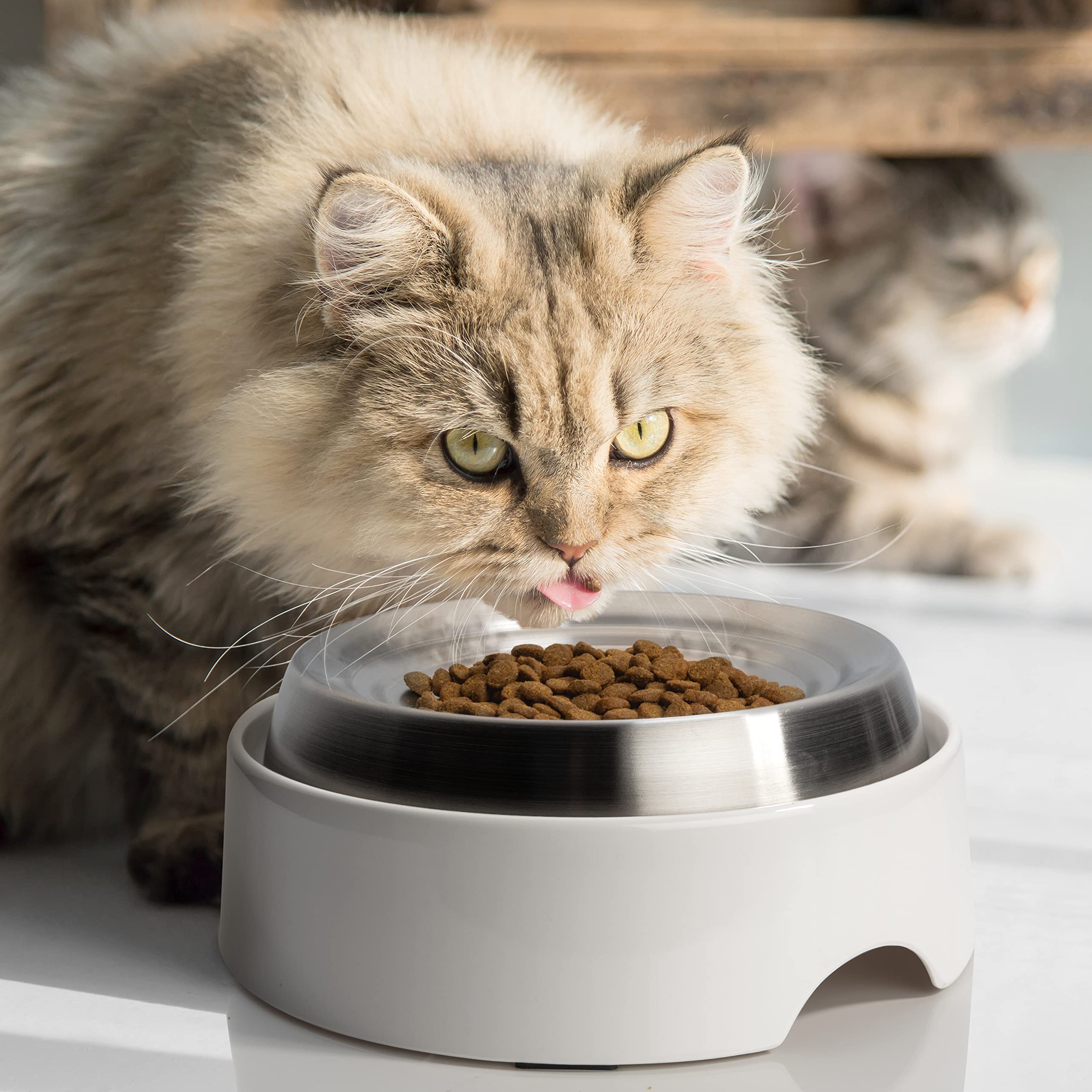 CatGuru plato-gatos-dimensiones-6-6-pulgadas: tamaño ideal para felinos pequeños