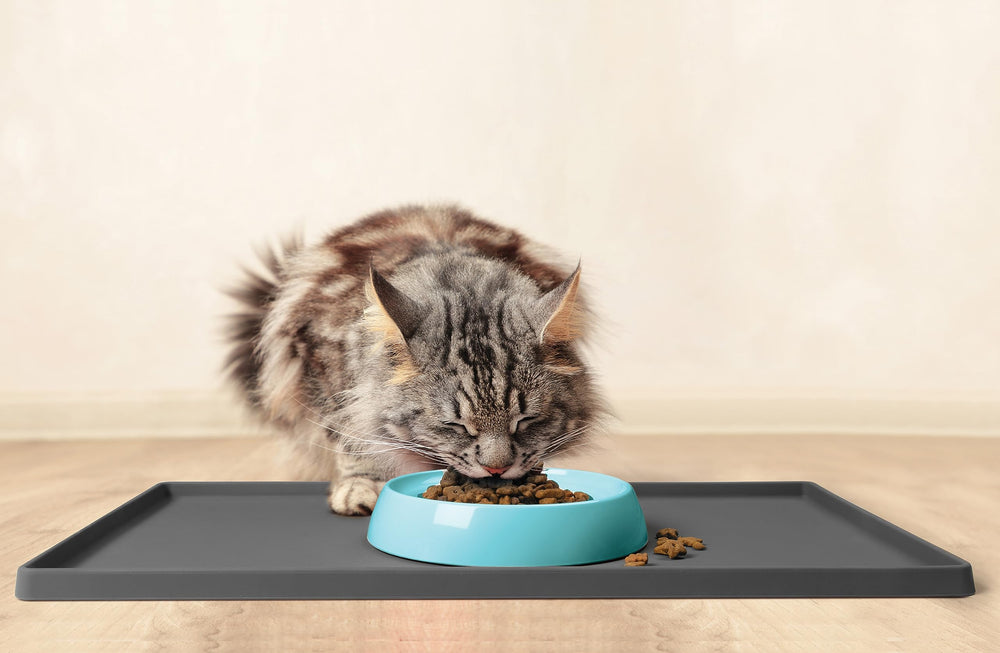 CatGuru tazón doble pack útil para múltiples gatos