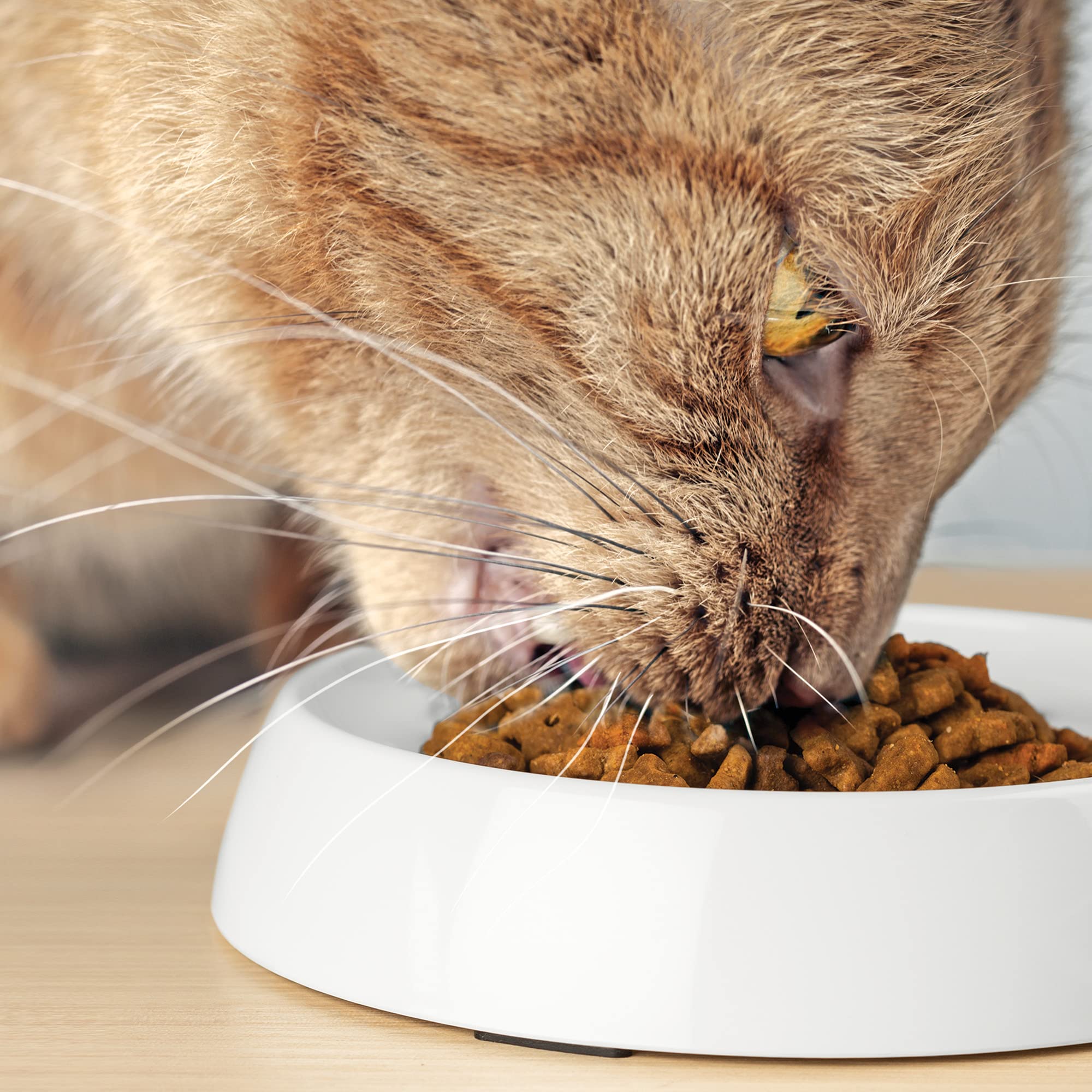 CatGuru tazones para gatos paquete de dos, ideal para organización de comidas