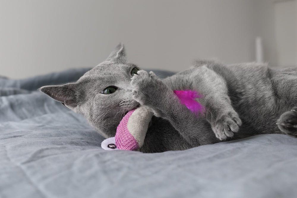 Catstages Dental Shrimpies: rellenos de catnip para mayor interés.