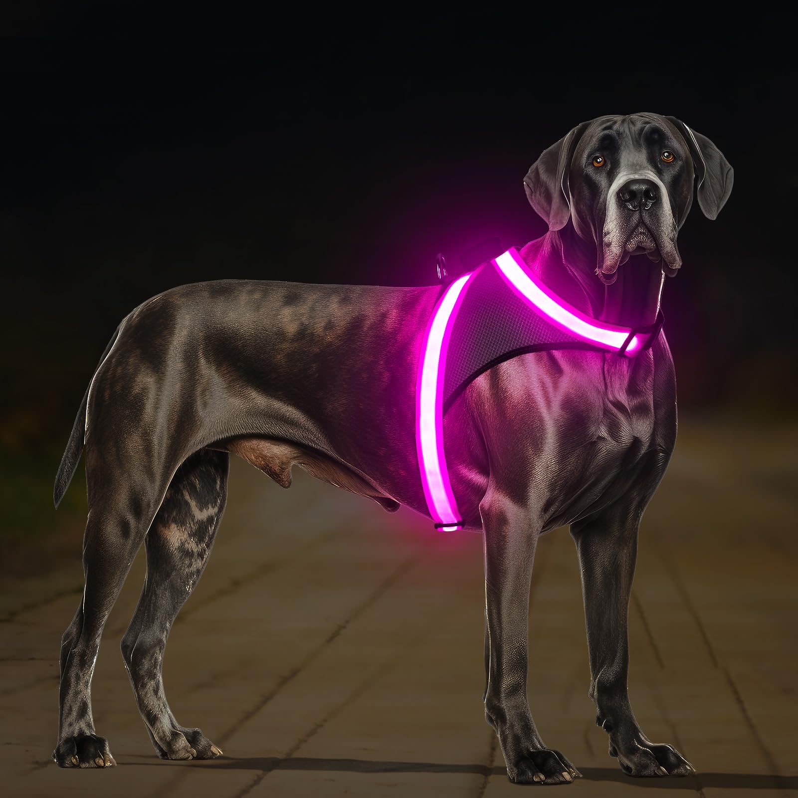 ChalkLit arnés luz para perros con visión 360° para paseos nocturnos.