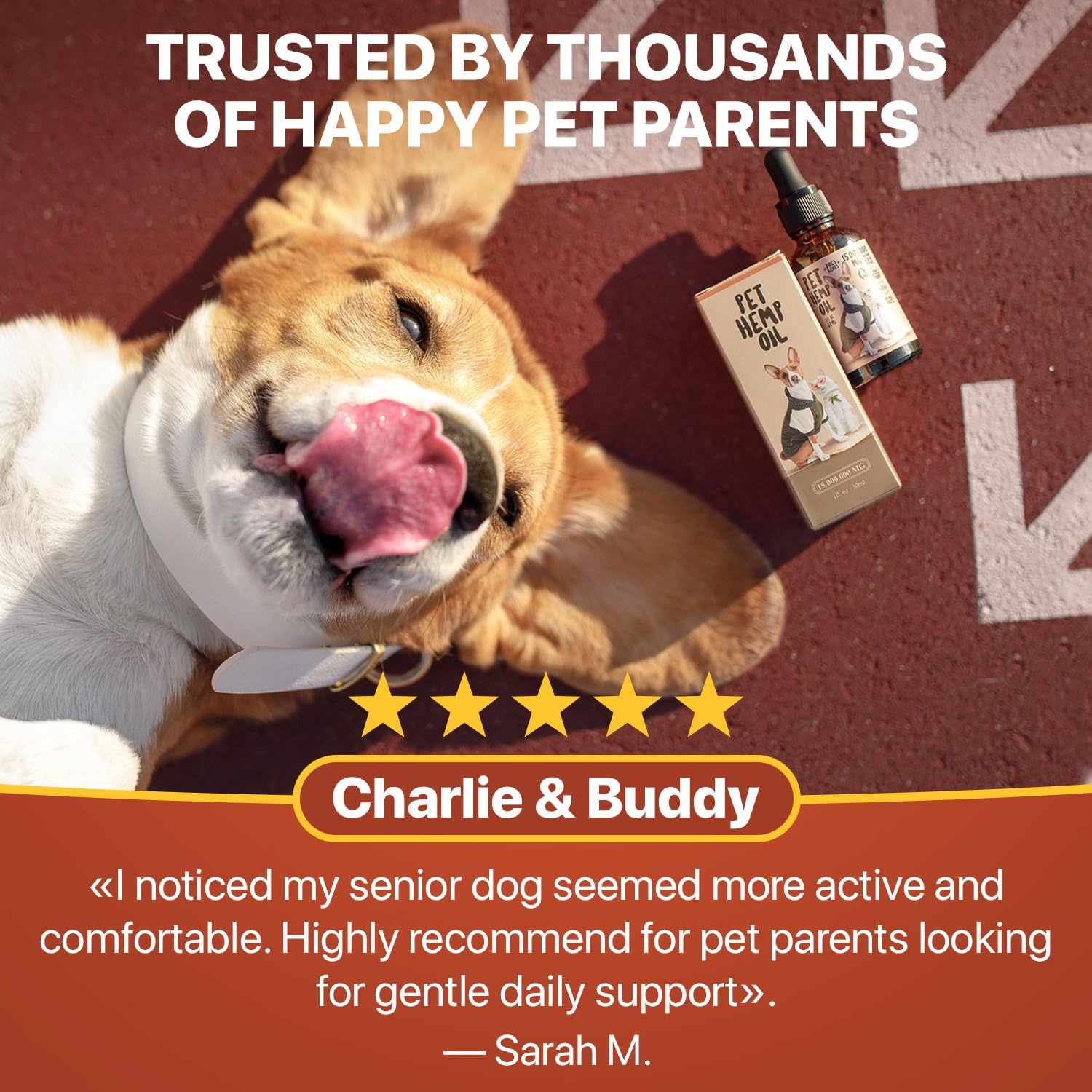 CHARLIE & BUDDY Gato sereno con uso diario