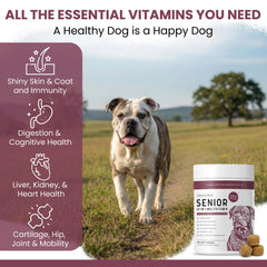 Textura suave de los masticables Chew + Heal Labs para perros senior.