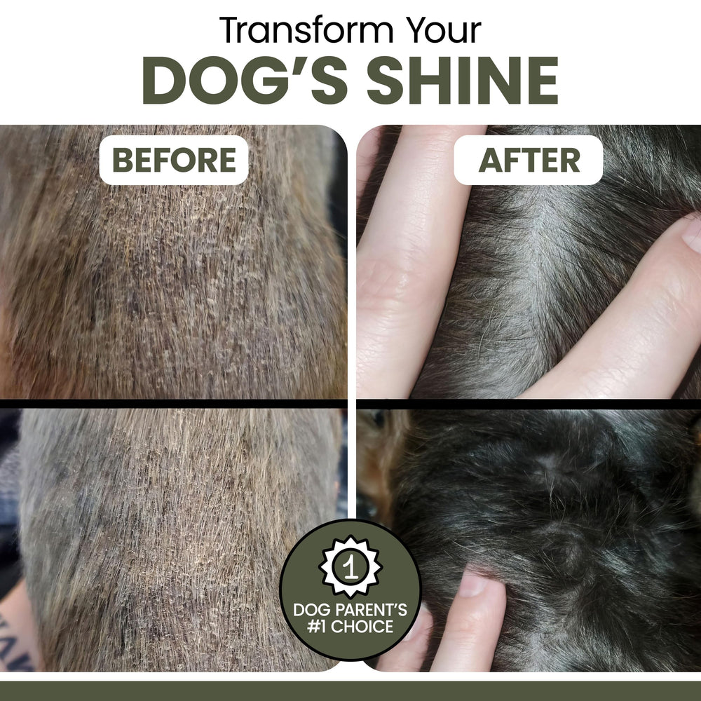 Chew + Heal Labs: perro feliz comiendo aceite en su comida diaria.