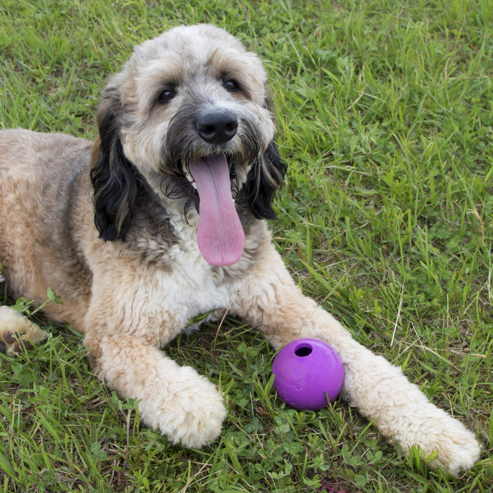 Chew King bola perfecta para buscar y morder en parque.