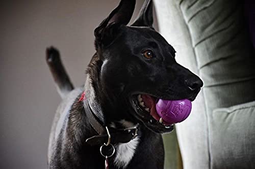 Chew King ideal para perros activos que buscan juego constante