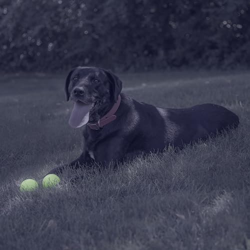 Chew King, lanzador-bola-media, tamaño ideal para perros activos