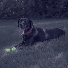 Chew King, lanzador-bola-media, tamaño ideal para perros activos