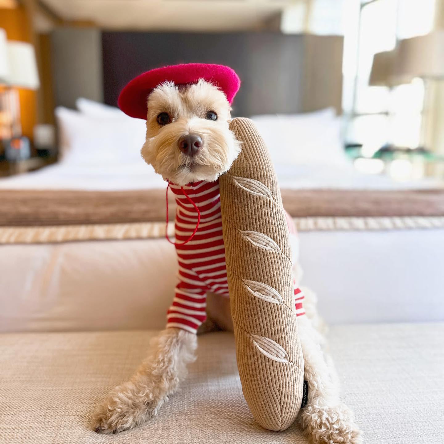CHEWFFON peluche premium para juego prolongado en perros.