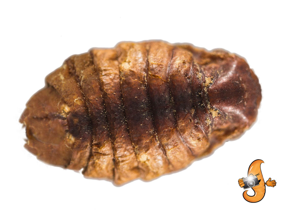 Chubby Mealworms pupas seda seca favorecen coloración koi en estanque