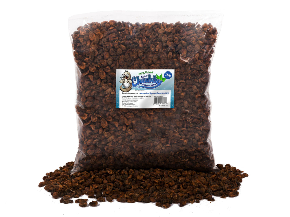 Chubby Mealworms pupas seda seca con textura humedecida para reptiles