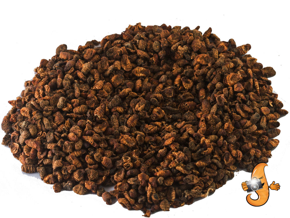 Chubby Mealworms pupas seda seca para peces como suplemento proteico