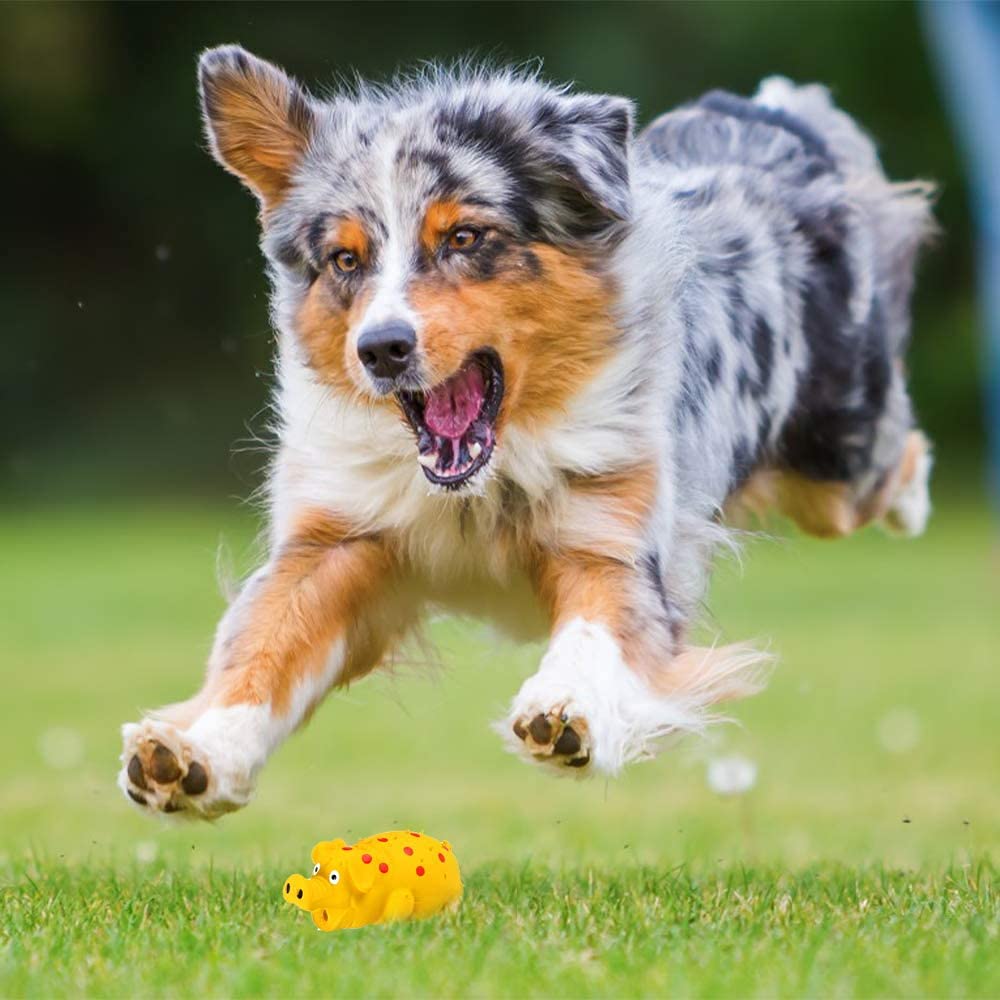 ChubbyPiggies diferentes tamaños para perros pequeños, medianos y grandes