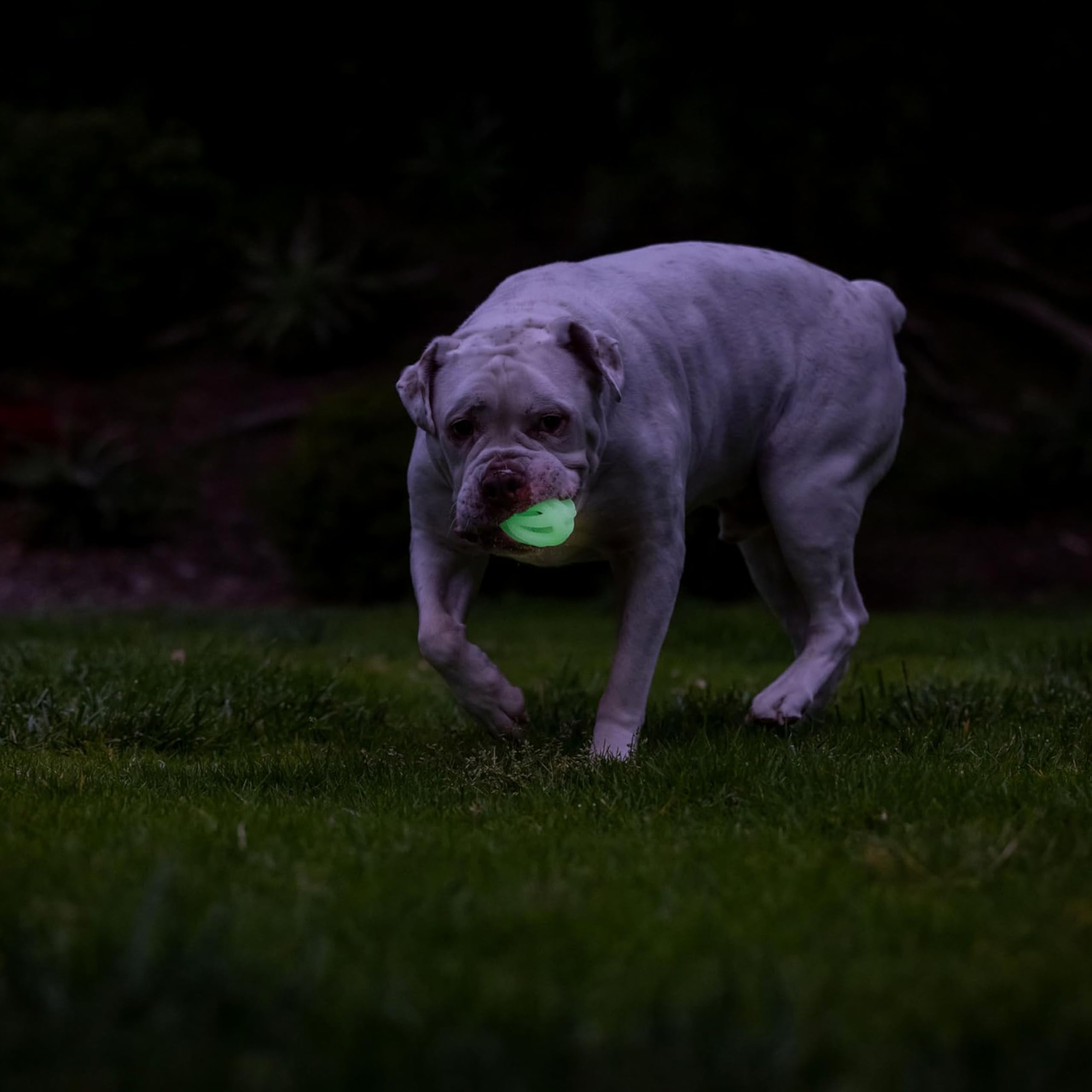 Bola portátil Chuckit! Air Glow para perros activos al aire libre.