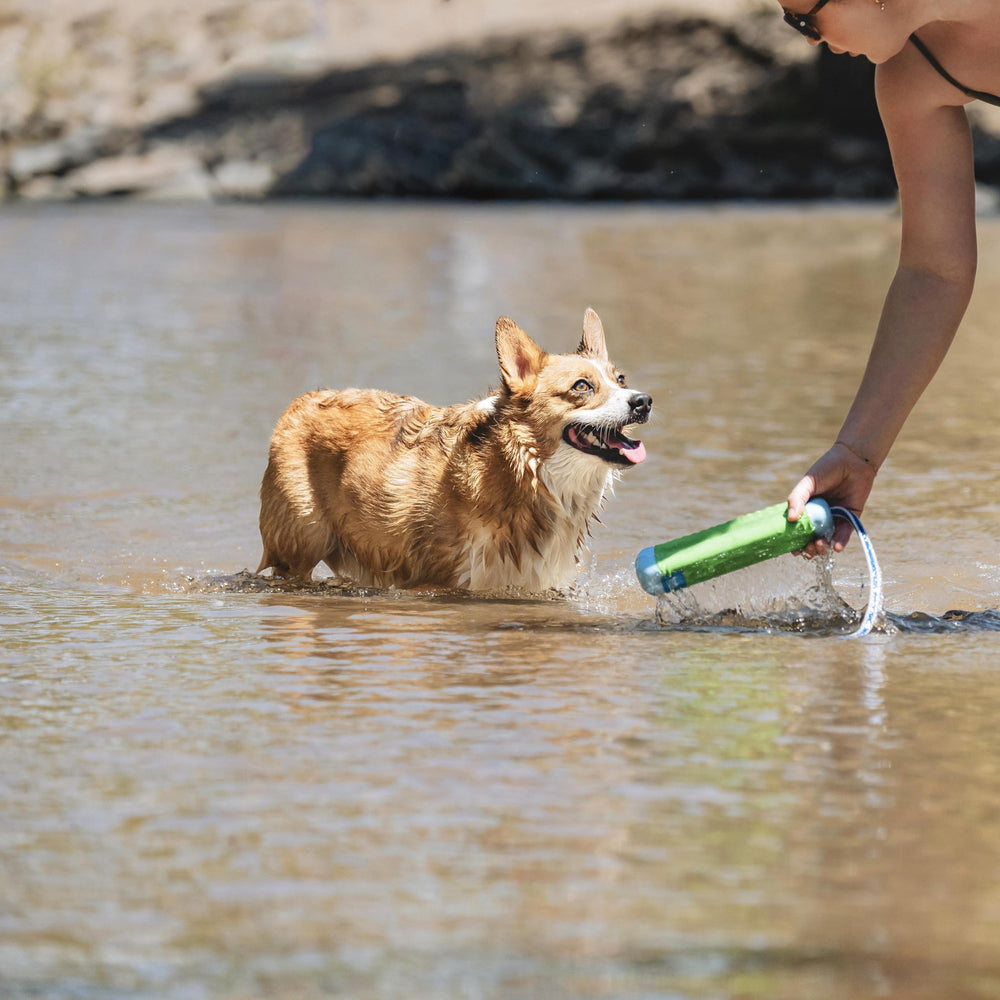 Chuckit! Amphibious Bumper visible en agua y pasto