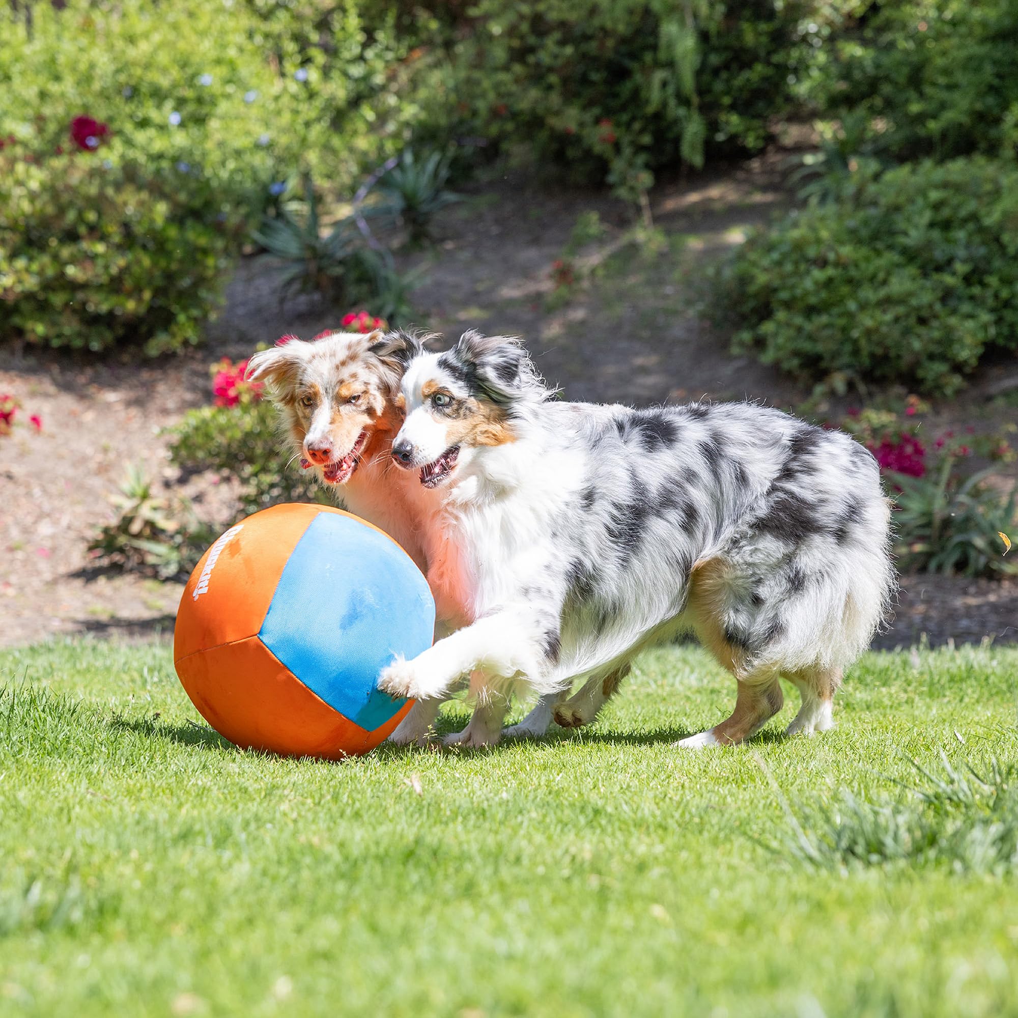 Juegos en interiores y exteriores con Chuckit! Big Air Ball, diseño ligero.
