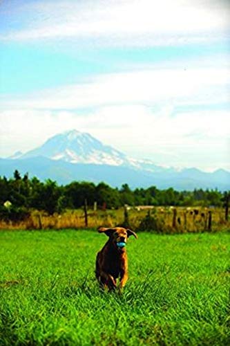Pelota de caucho duradera para perros activos en exterior