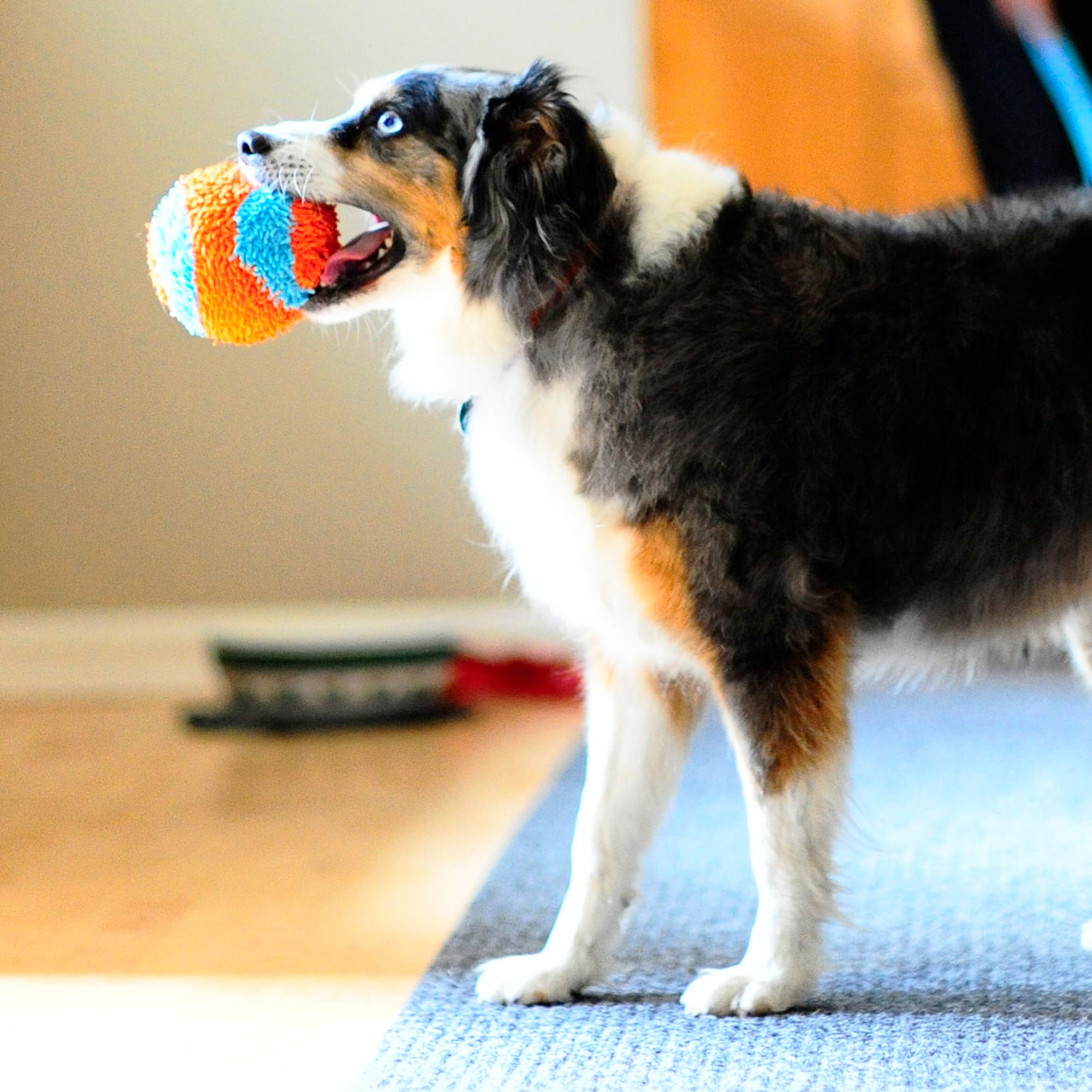 Chuckit! Bola interior entretenimiento en casa para perros, mantiene a tu compañero activo.