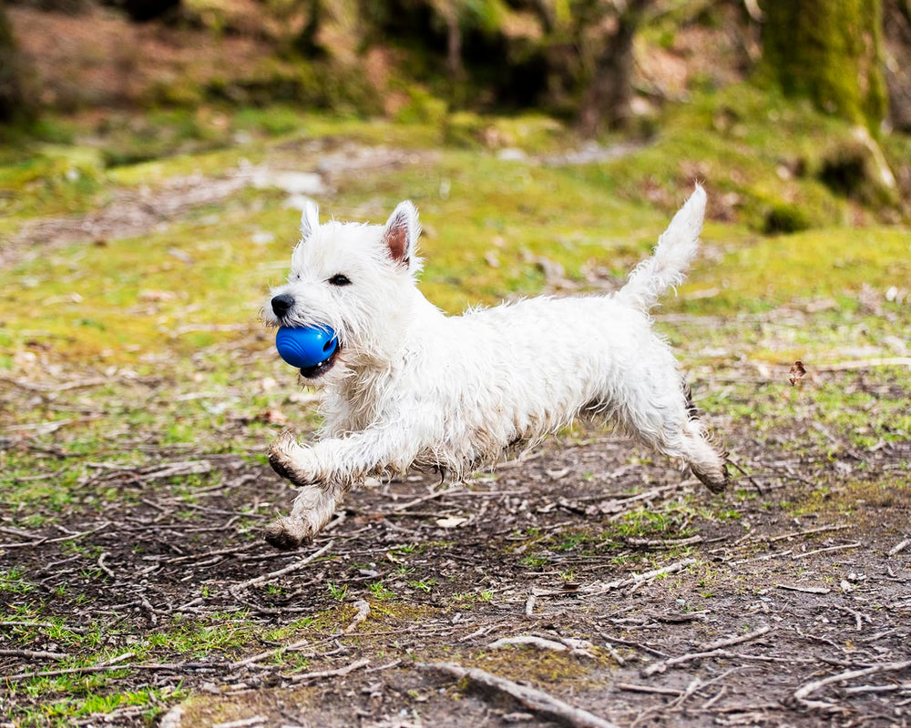 Chuckit Crunch Ball, diamètre 2,5 pouces compatible avec les lanceurs moyens.