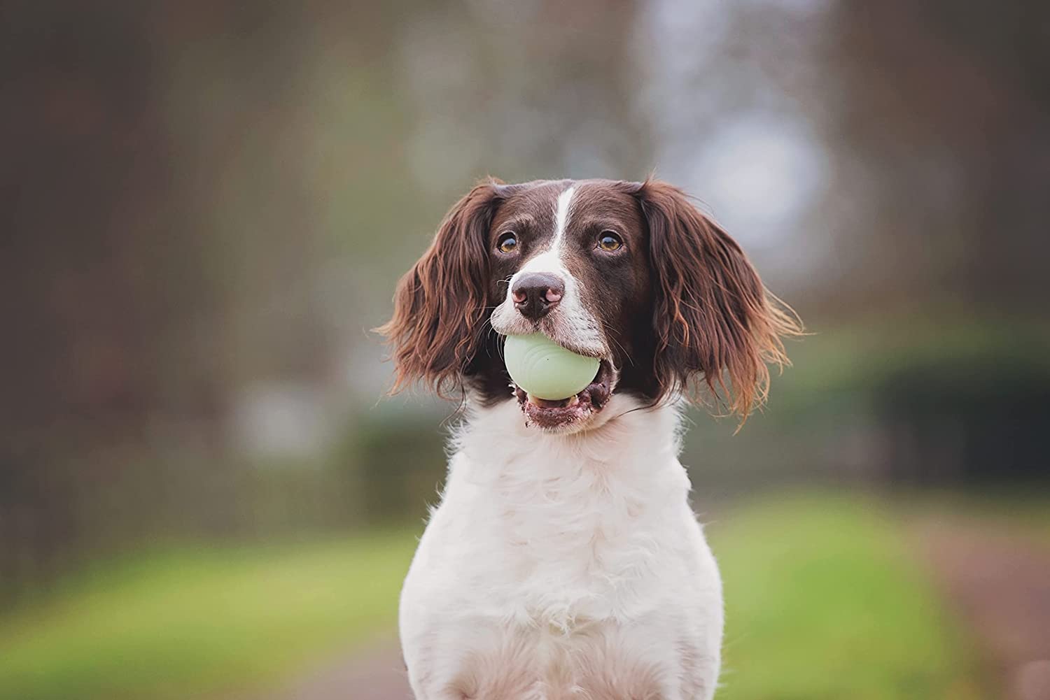 Chuckit! Durabilidad y superficie fácil de limpiar, juguete resistente para perros.