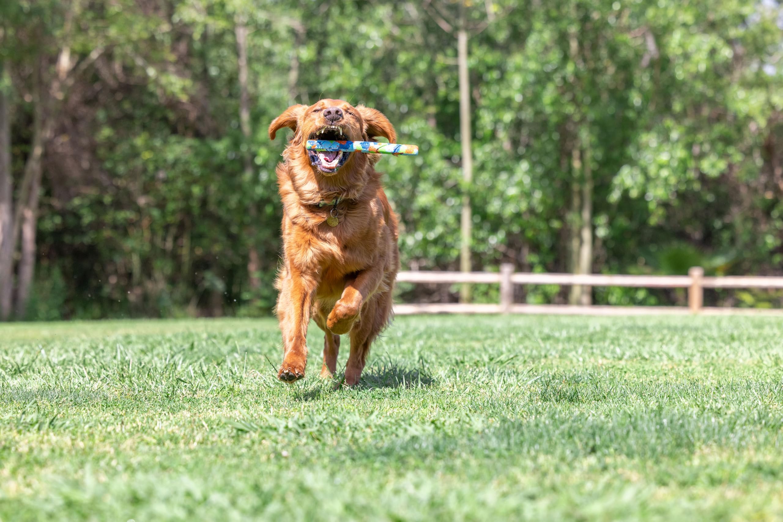 Chuckit EcoFetch Stick, 12 pulgadas, apto para perros de todas las razas.
