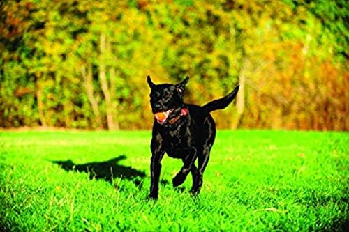 Fácil de agarrar para tu mascota durante sesiones de juego diarias.