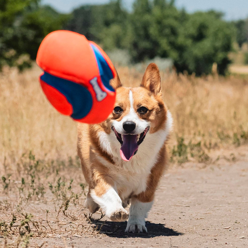 Chuckit! Fumble Fetch versátil para uso interior y exterior.
