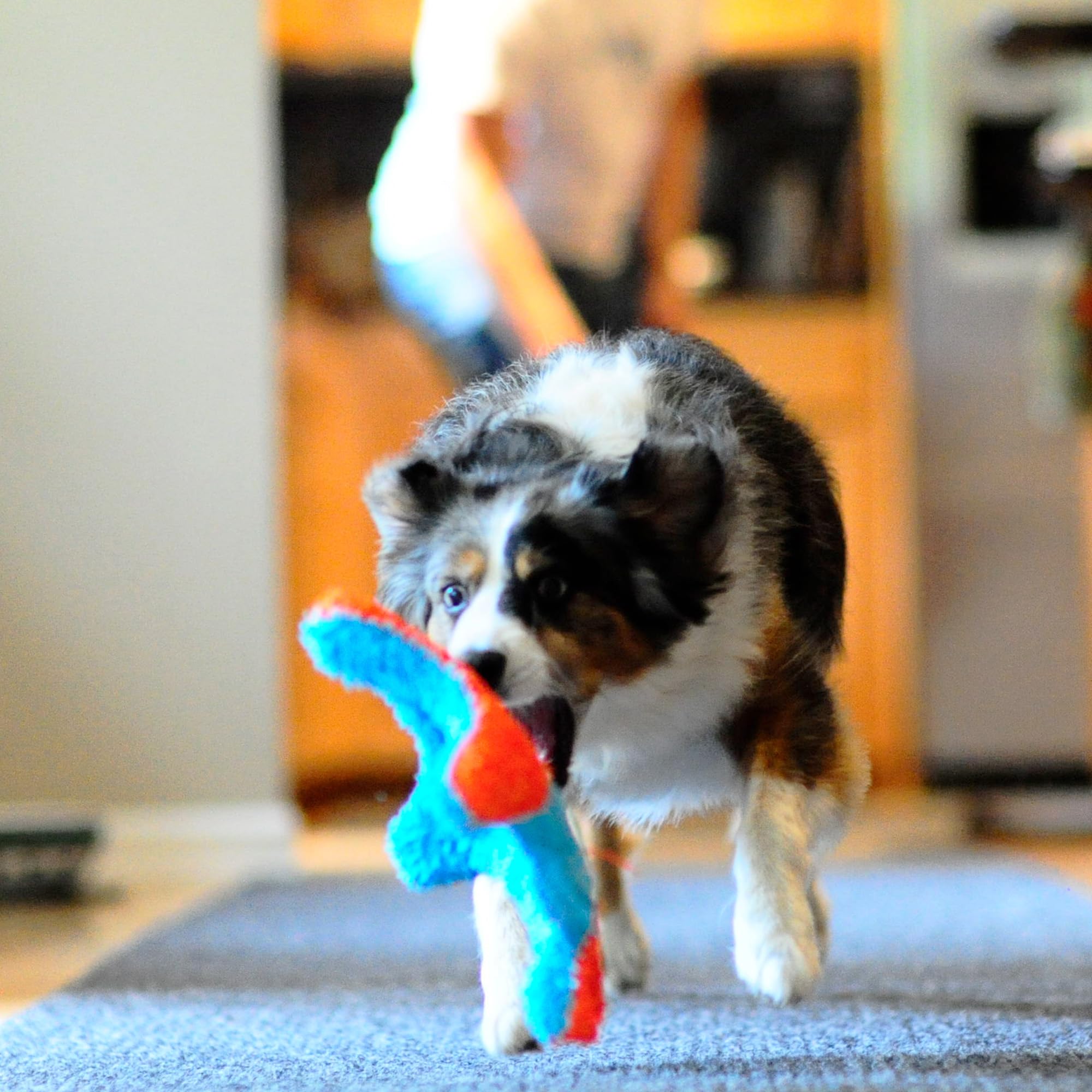 Chuckit! Interactivo para interiores, ofrece entretenimiento seguro para perros pequeños