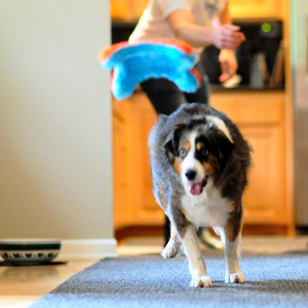 Chuckit! Juguete de interior para perros pequeños, perfecto para juegos cortos