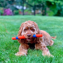 Chuckit Ultra Fetch Stick facilita recoger sin babas gracias al RingChaser