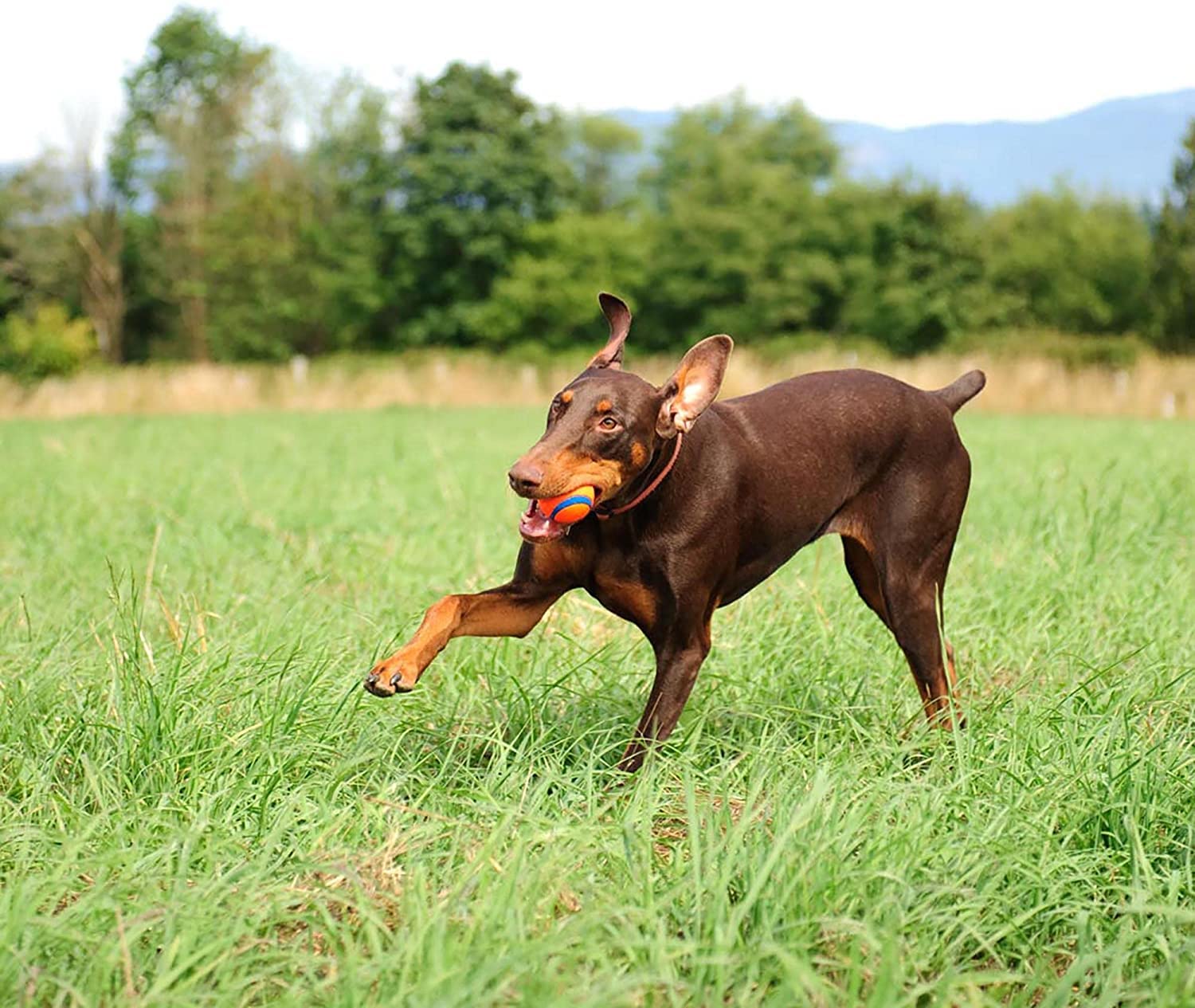 Pelota Ultra de Chuckit! tiene textura duradera para recogida rápida.