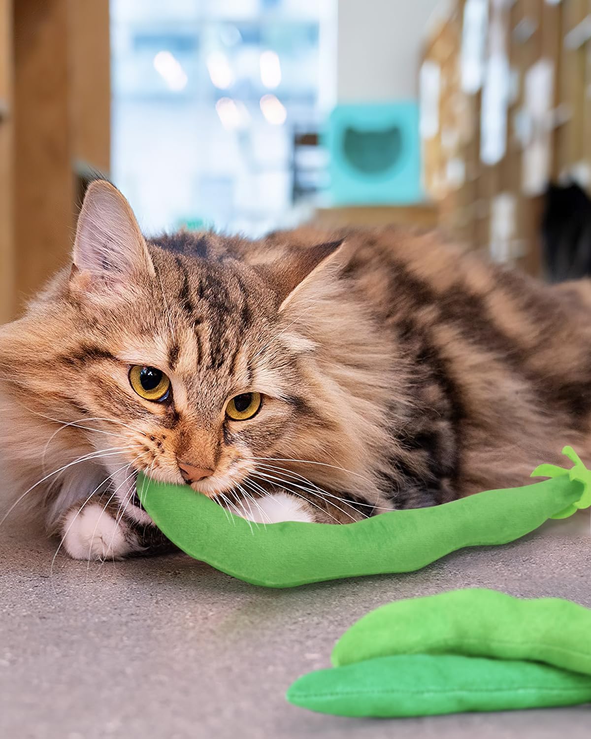 Conjunto de 4 juguetes frijol-verde CiyvoLyeen para gatos adultos.