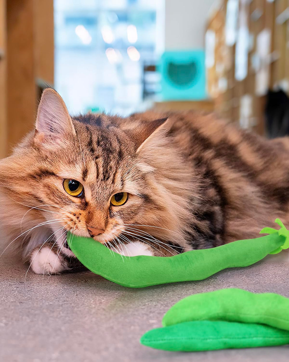 Conjunto de 4 juguetes frijol-verde CiyvoLyeen para gatos adultos.