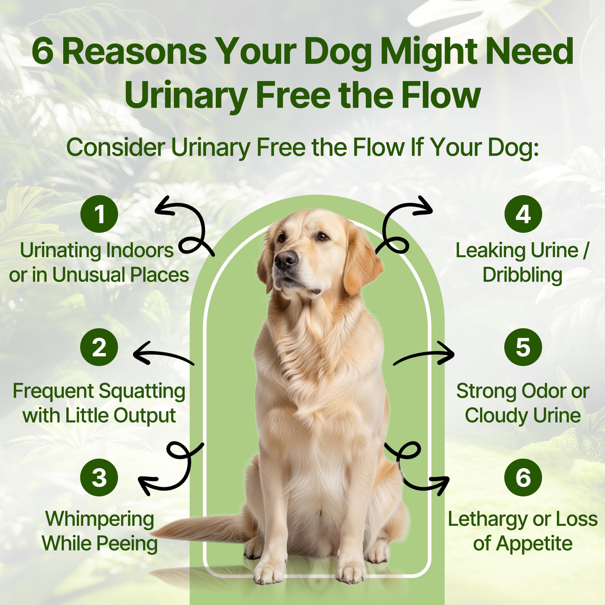 Clidelan tratamiento para infección urinaria natural en perros, apoyo suave diario.