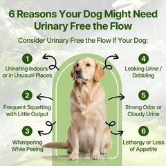 Clidelan tratamiento para infección urinaria natural en perros, apoyo suave diario.