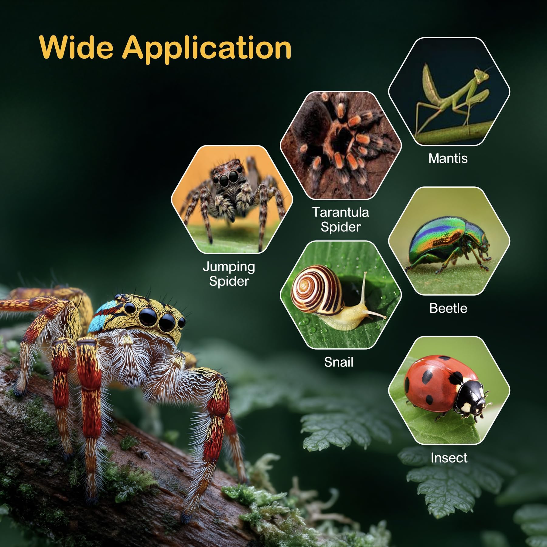 Clioran contenedor inicial para insectos y crías, cómodo y fácil de usar.