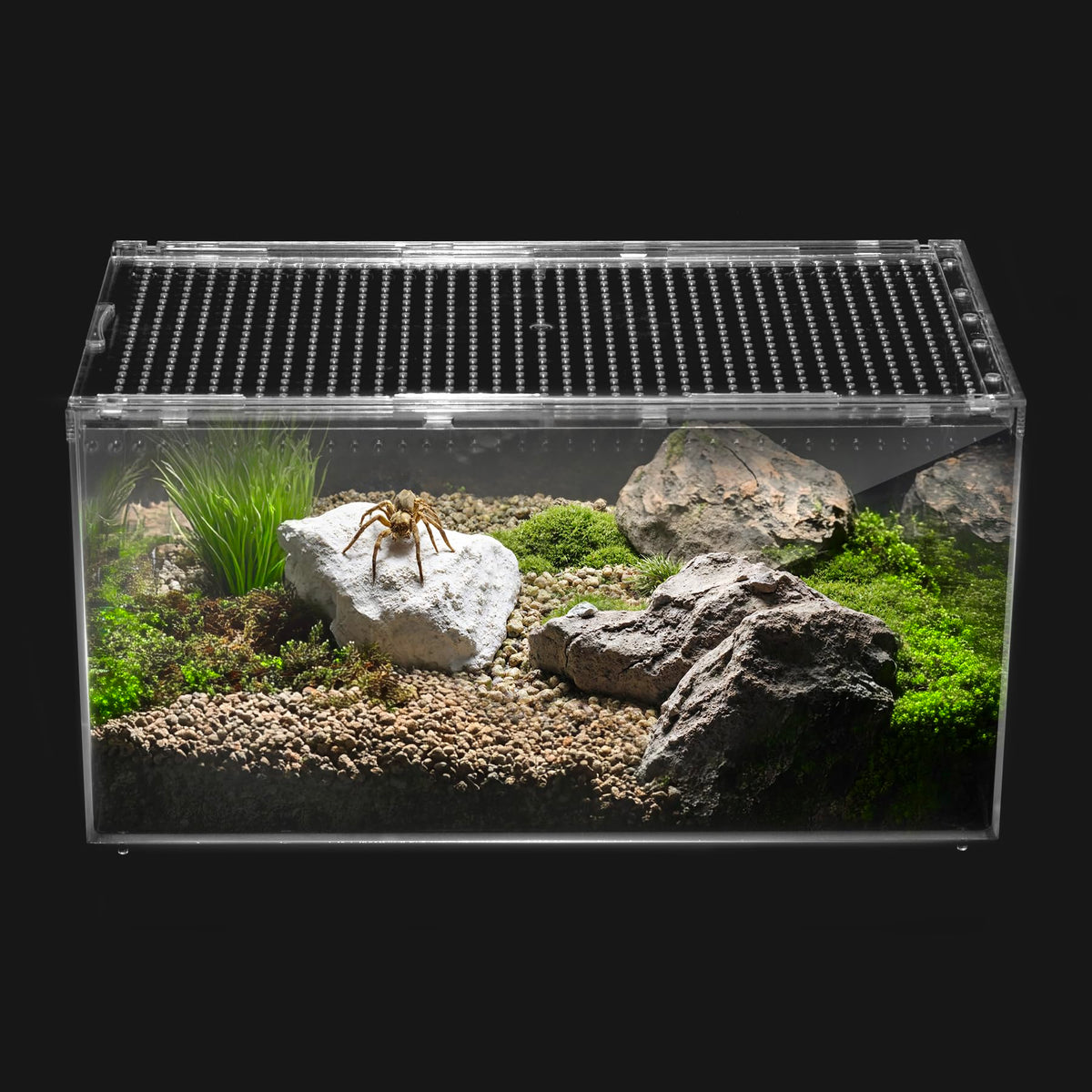 Clioran Terrario PC con vista 360 para observar reptiles y insectos desde cualquier ángulo.