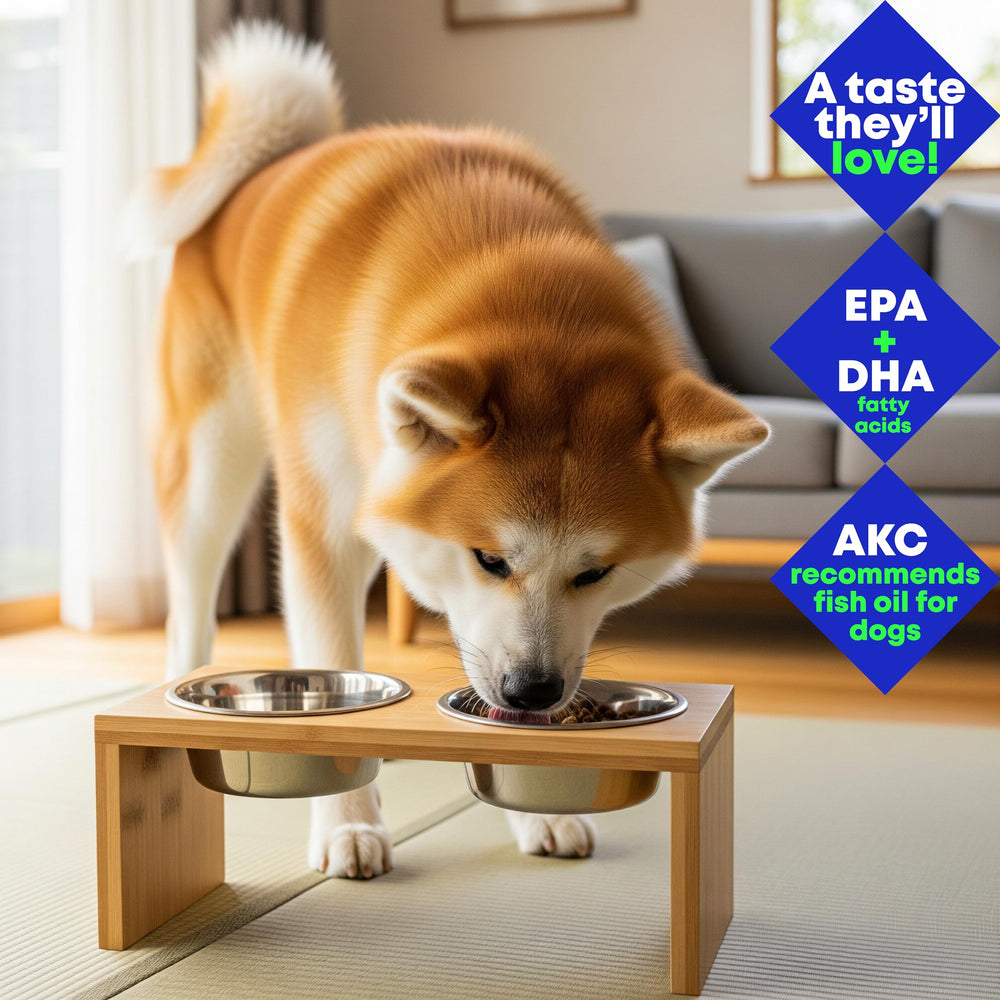 Club Hachiko: perro disfrutando el aceite omega-3 en su plato