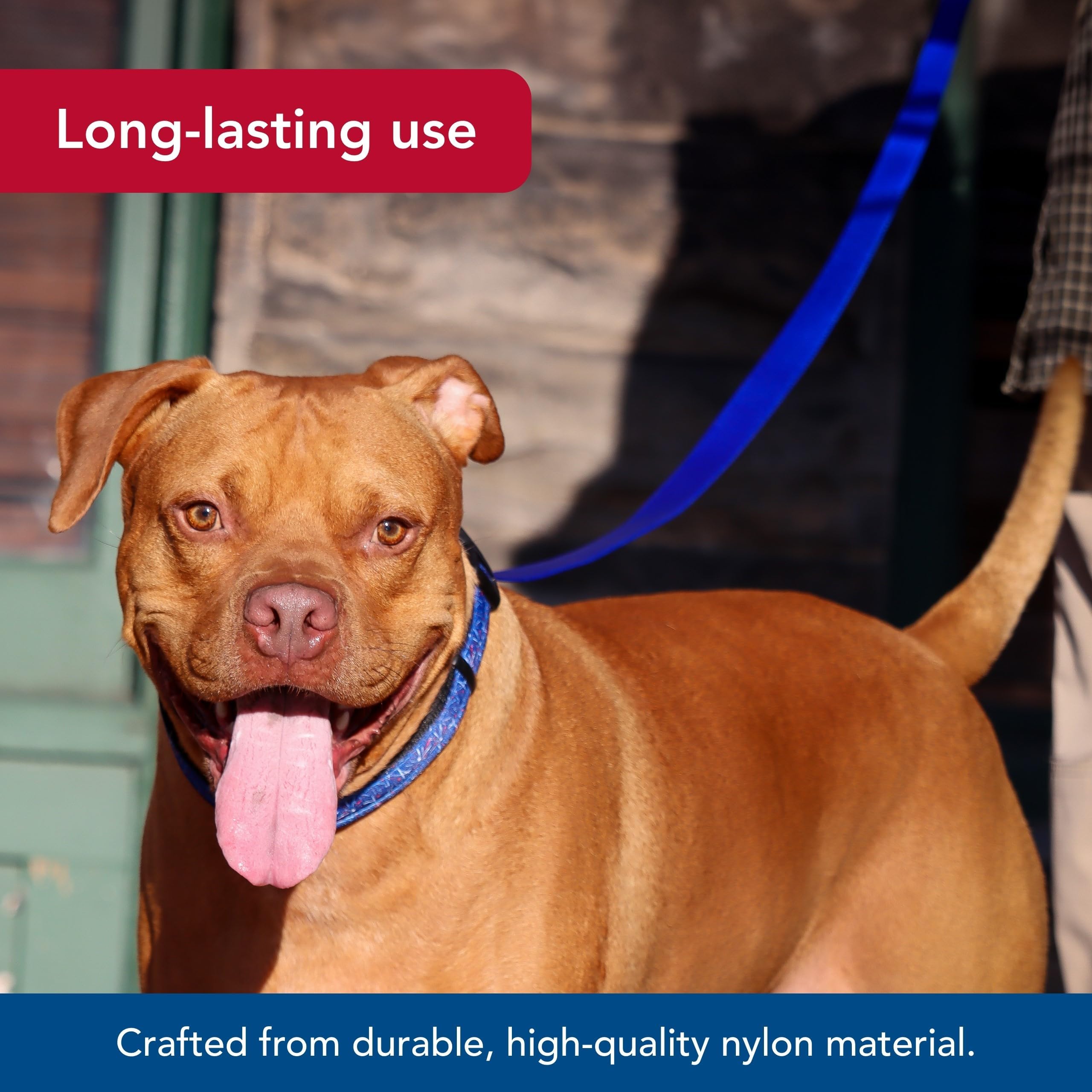 Coastal Pet correa teal, nailon resistente para perros activos