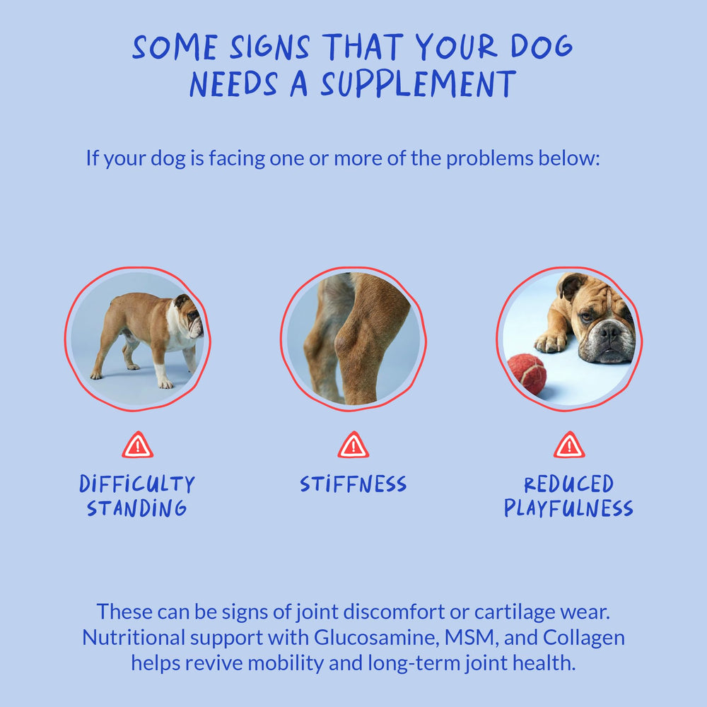 Coco y Luna: ingredientes naturales que apoyan la movilidad diaria de tu perro.