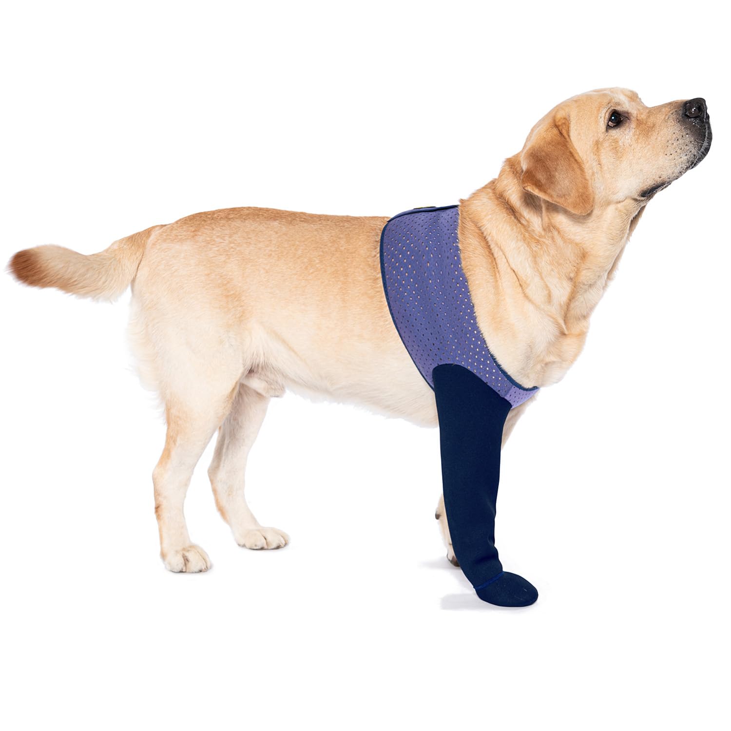 Calcetines COODEO para perros evitan lamido de patas y ayudan a mantenerlas secas.