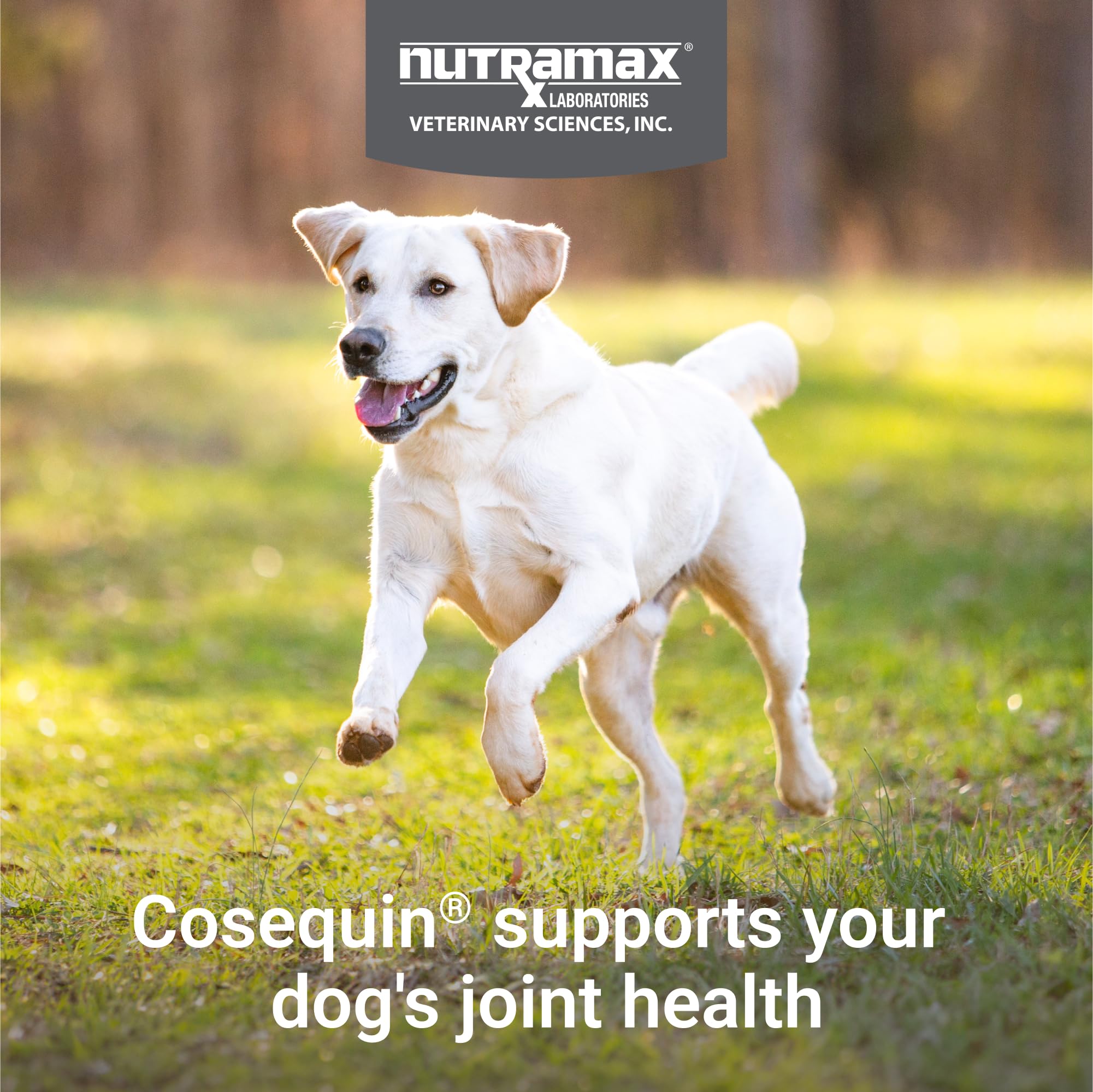 COSEQUIN perro comiendo tableta masticable, sabor agradable para la rutina.