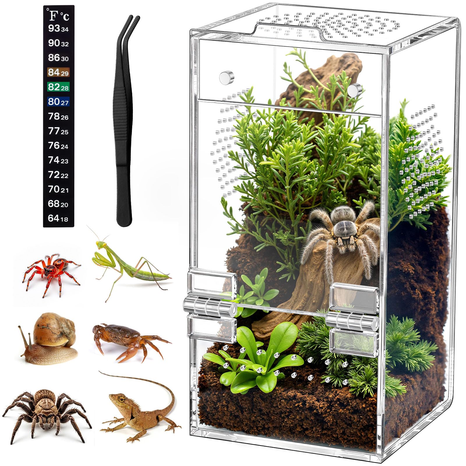 CourtyardAid jaula saltadora 3.5×3.5×7: espacio cómodo para el arácnido