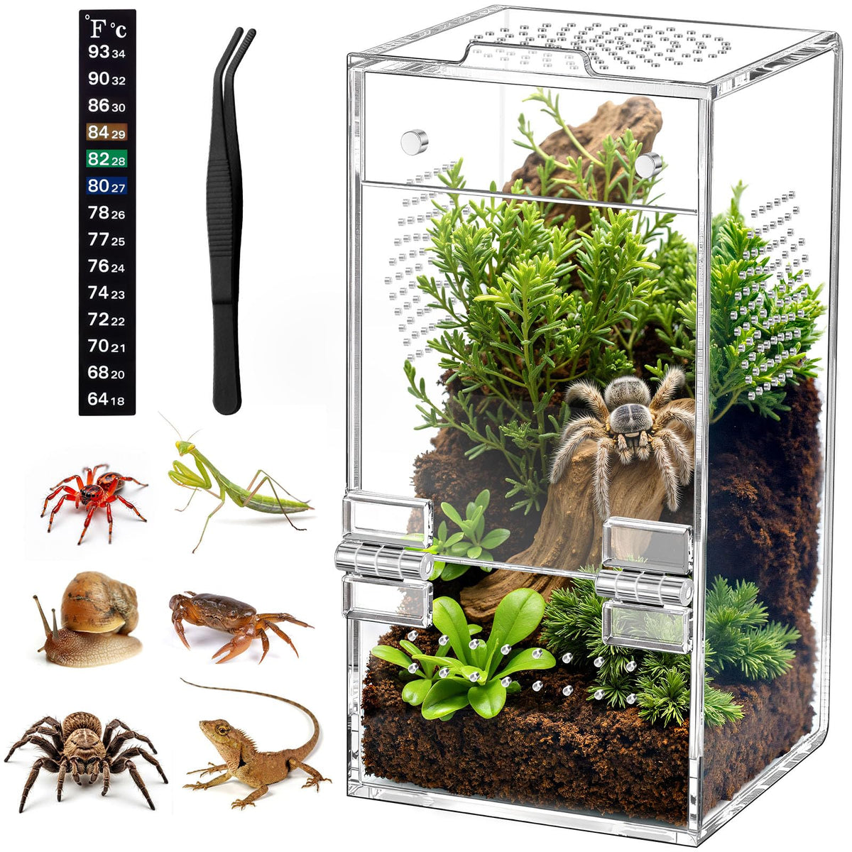 CourtyardAid jaula saltadora 3.5×3.5×7: espacio cómodo para el arácnido