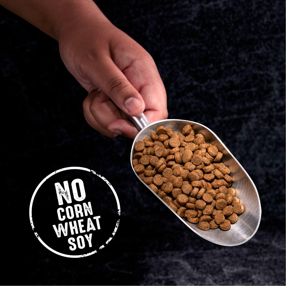 CRAVE croquetas con sabor a carne de cordero para perros.