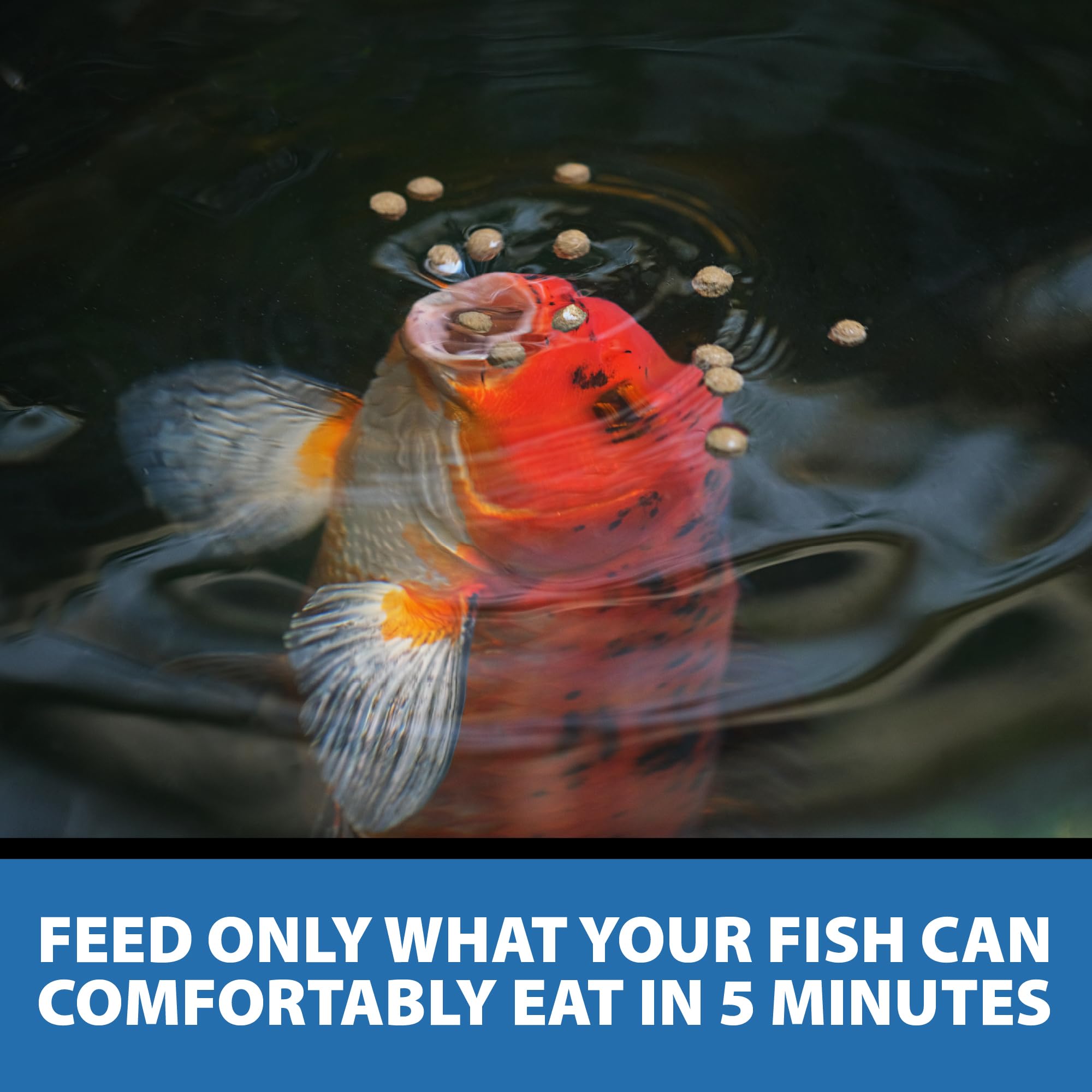 CrystalClear Staple alimento ideal para koi y goldfish adultos.