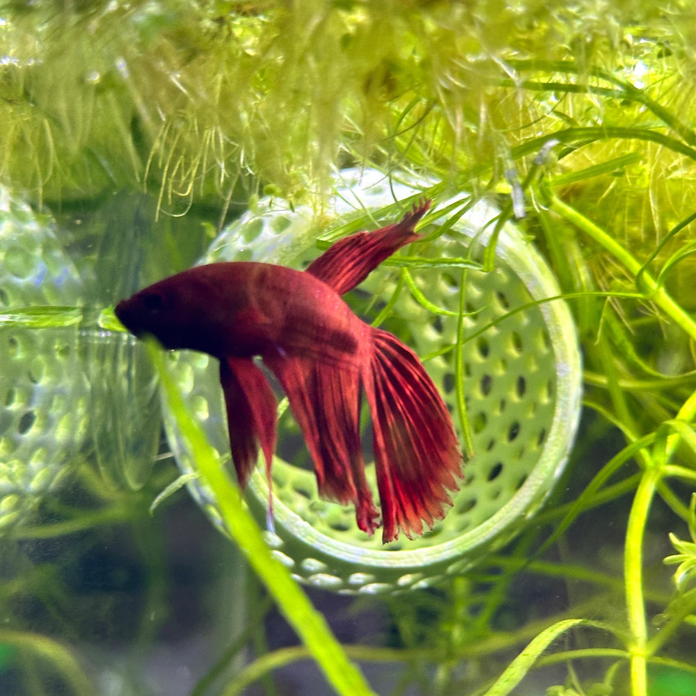 CTWPets accesorio decorativo funcional para hábitat betta.