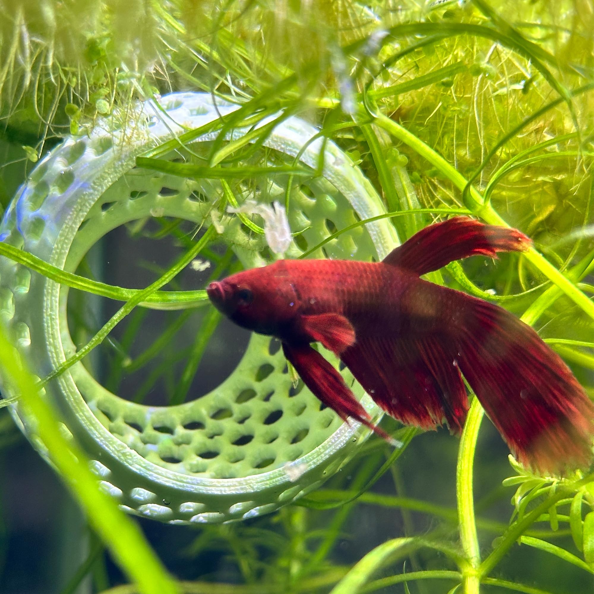 CTWPets adorno acuático bulbo, añade naturalidad al paisaje del tanque.