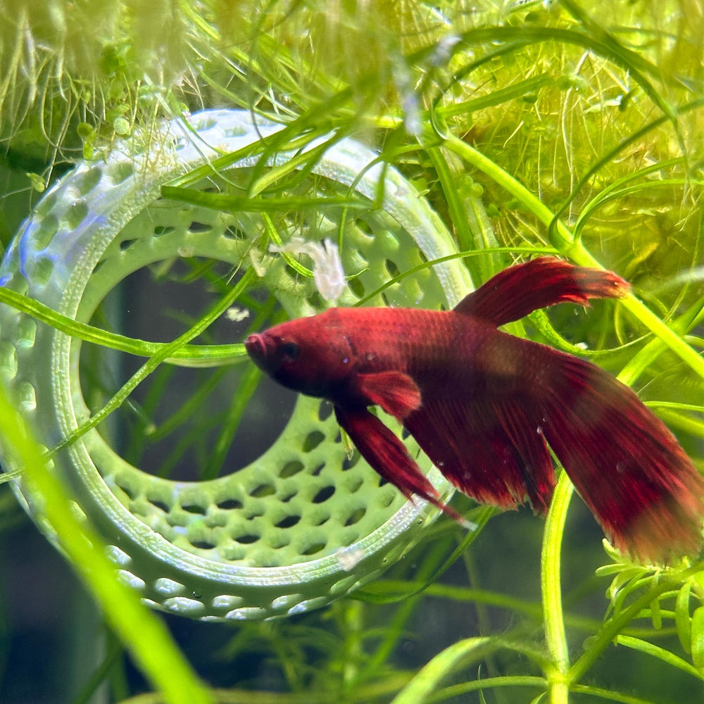 CTWPets adorno acuático bulbo, añade naturalidad al paisaje del tanque.